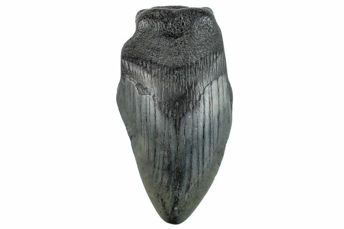 Partial Megalodon Tooth - South Carolina #268617